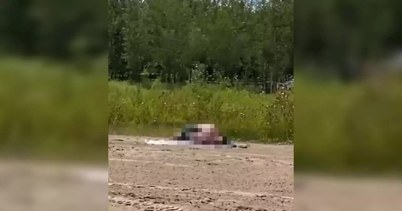 Couple spotted going at it on crowded Toronto beach and people have thoughts