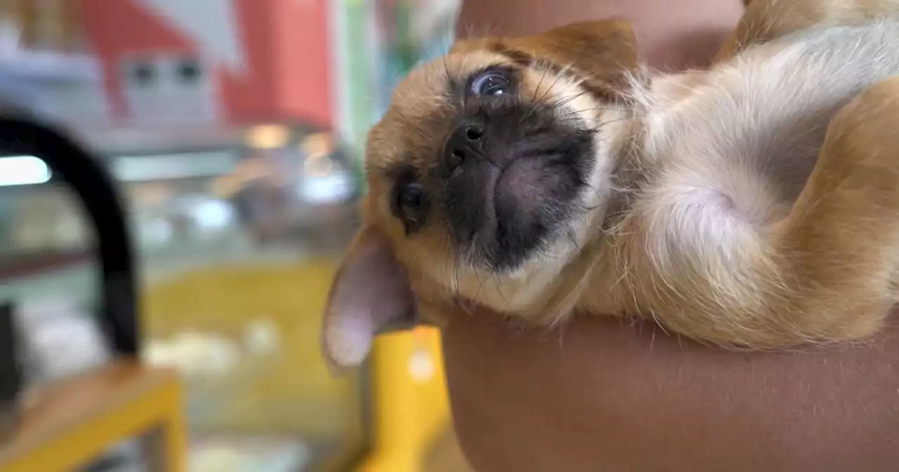 With pets being treated like family, businesses aim to meet new needs
