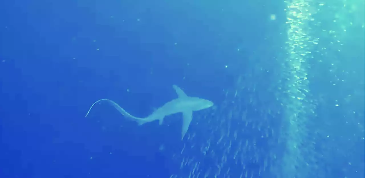 Thresher shark joins sardine run in Moalboal