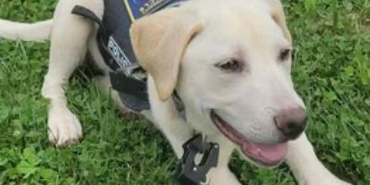 University Circle police welcome new Community Policing puppy