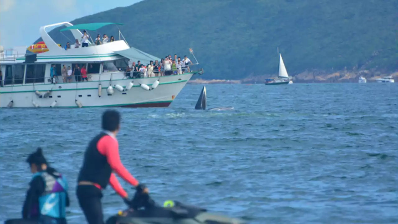 Discovery of whale carcass in Hong Kong sparks anger over the potential damage done by sightseers