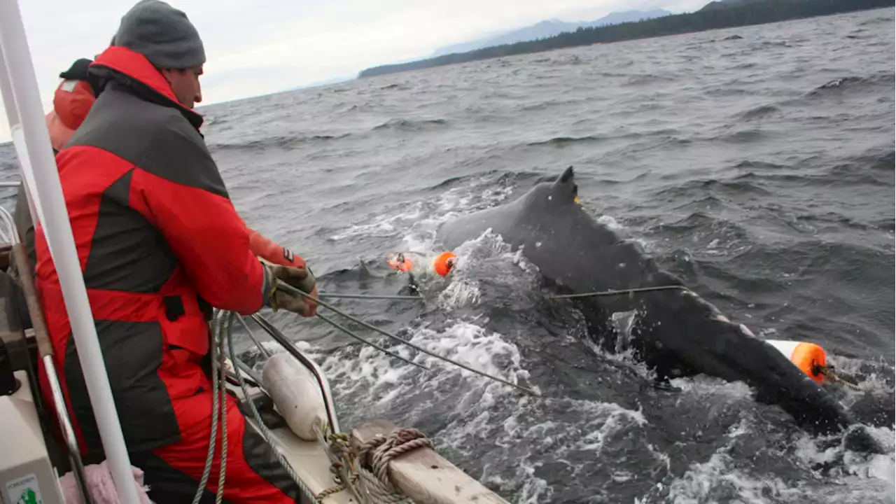 Entangled humpback whale reported off the coast of Tofino