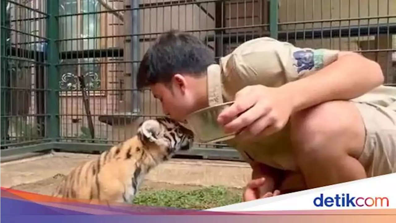 BKSDA Jabar Buka Suara soal Matinya Anak Harimau Alshad Ahmad