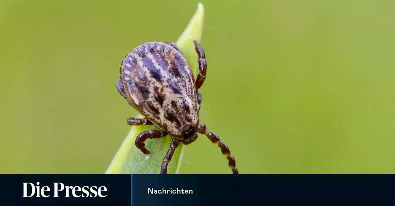 Fleischallergie nach Zeckenstich: Erste Fälle auch in Österreich