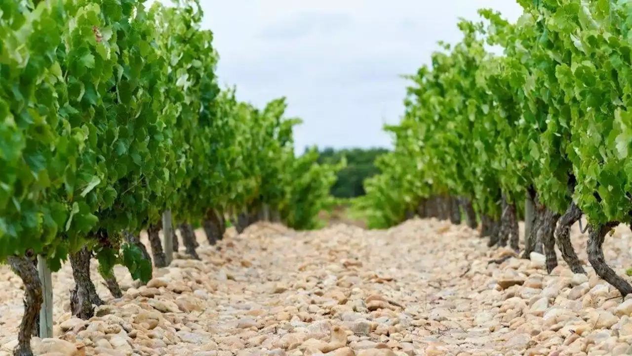 Produção de vinho em Portugal deve aumentar 8% em 2023/2024