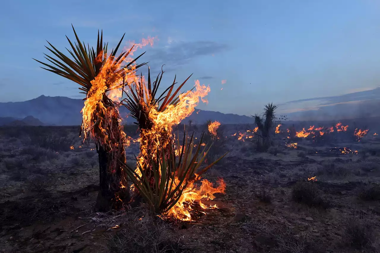 California’s York Fire Grows To 77,000 Acres—Biggest This Year In Golden State