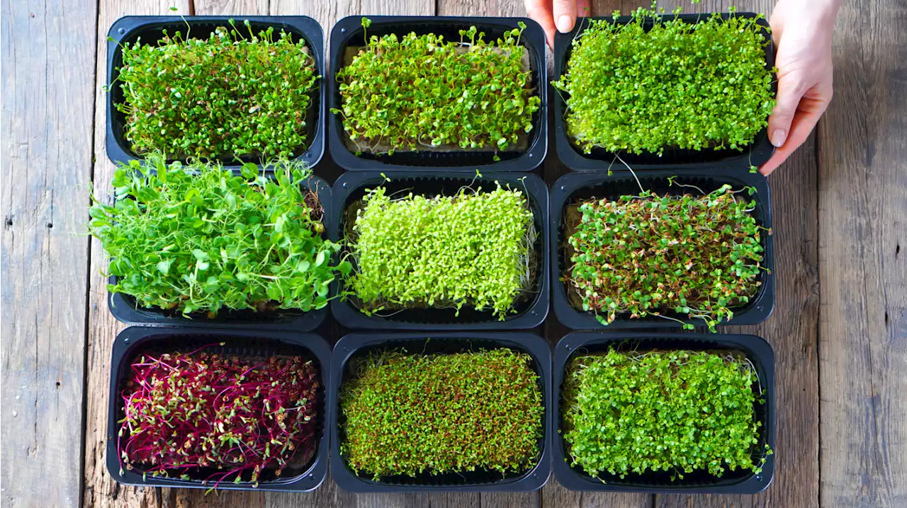 Microgreens: Alles über das winzige Superfood