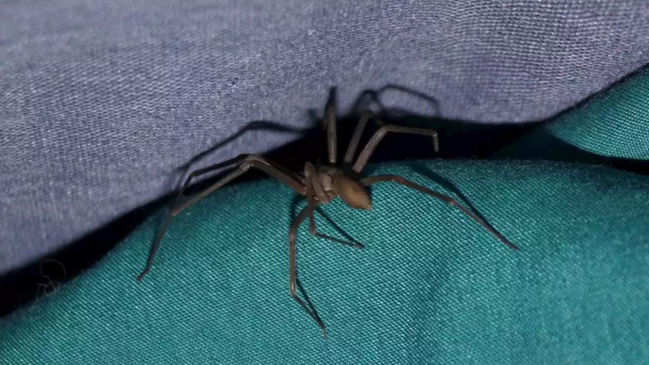 Chiapas: araña violinista pone en riesgo la vida de una niña en Tuxtla Gutiérrez