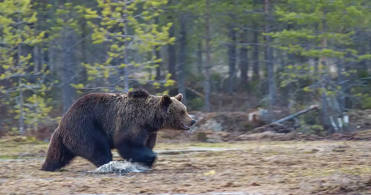 Un orso ha aggredito due uomini in Trentino