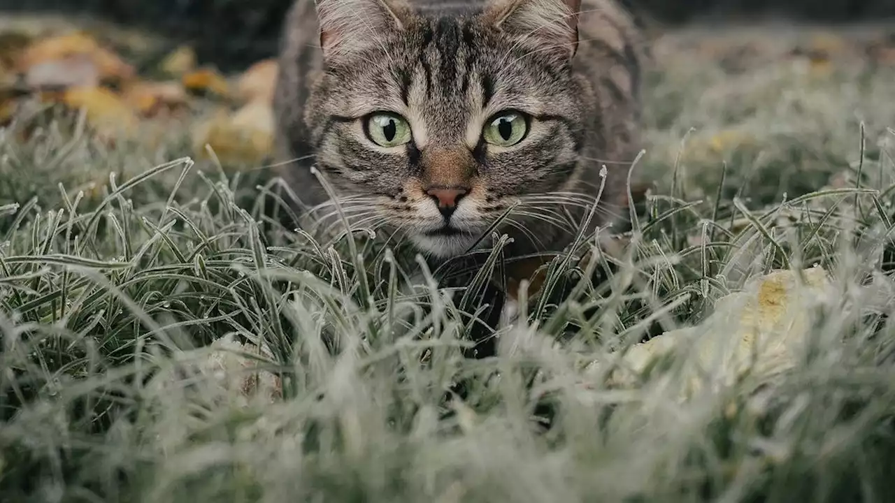 Kenapa Kucing Takut Ketimun?