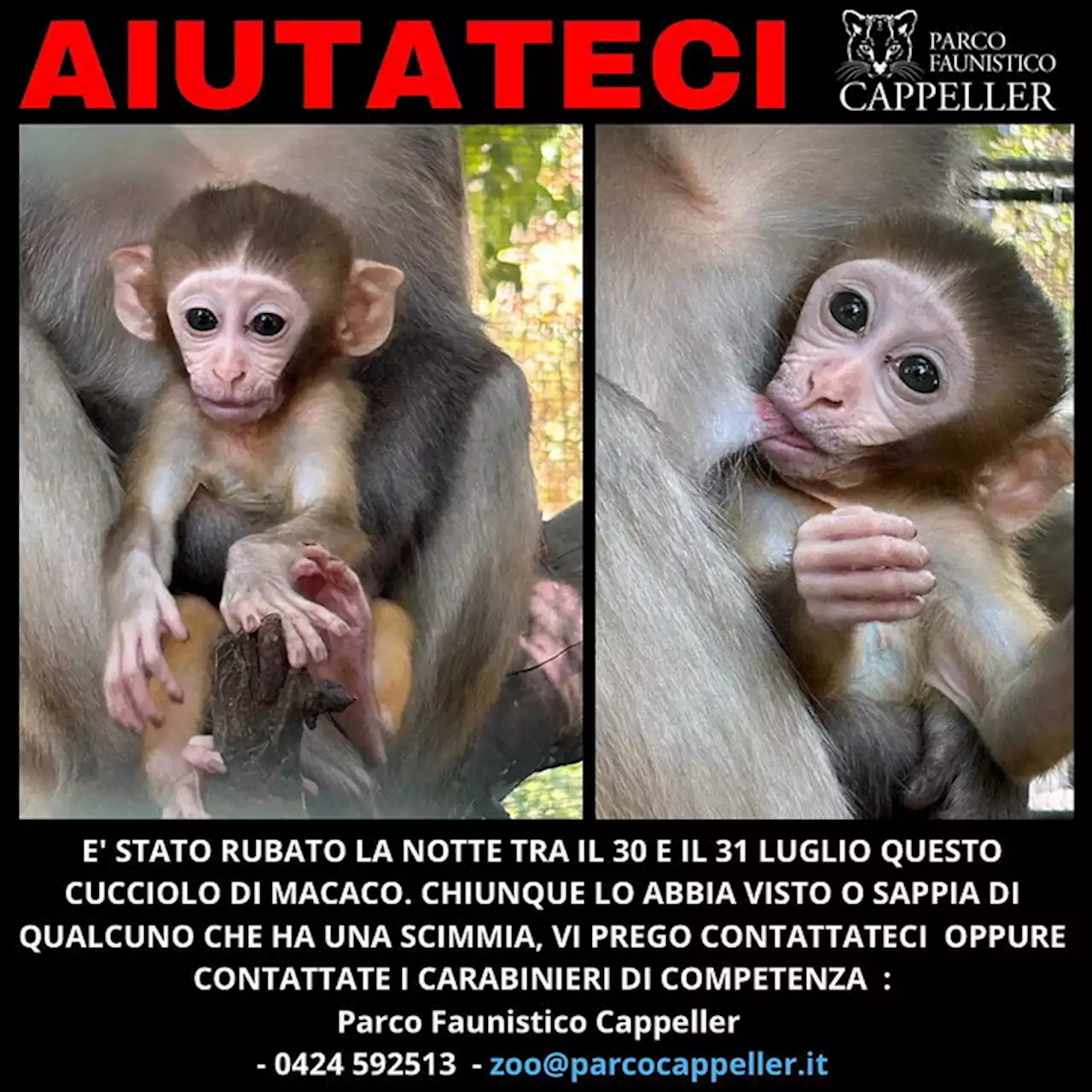 Vicenza, scomparso un cucciolo di macaco da un parco faunistico: ipotesi furto