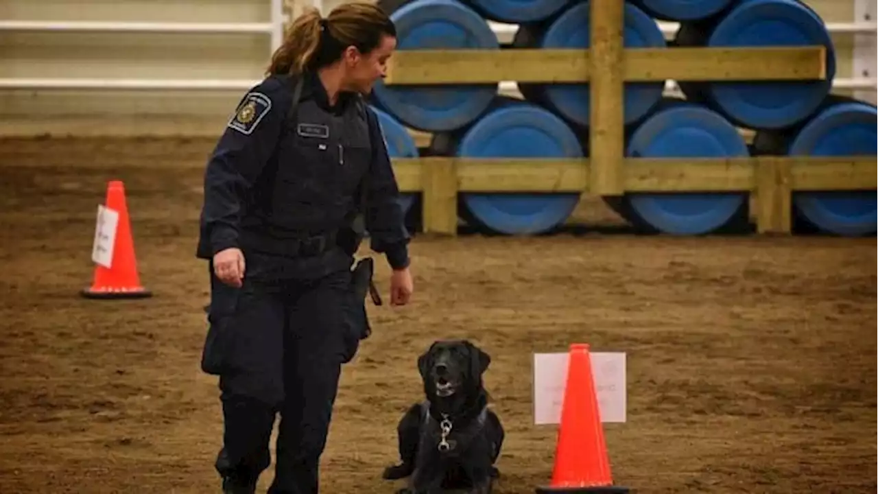 CBSA dog handler says she was 'terrorized' after fighting maternity leave rule | CBC News