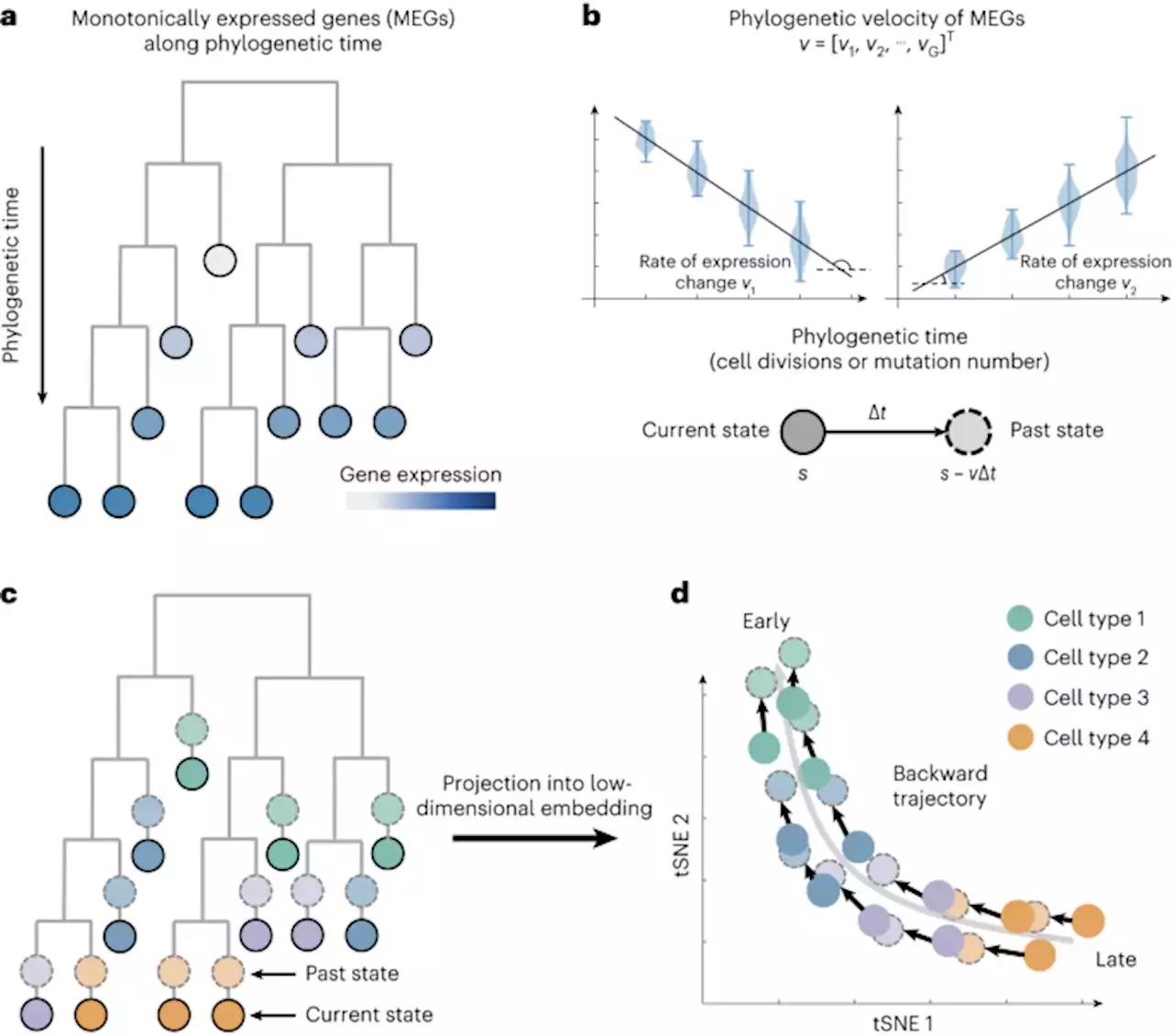 PhyloVelo enhances transcriptomic velocity field mapping using monotonically expressed genes - Nature Biotechnology