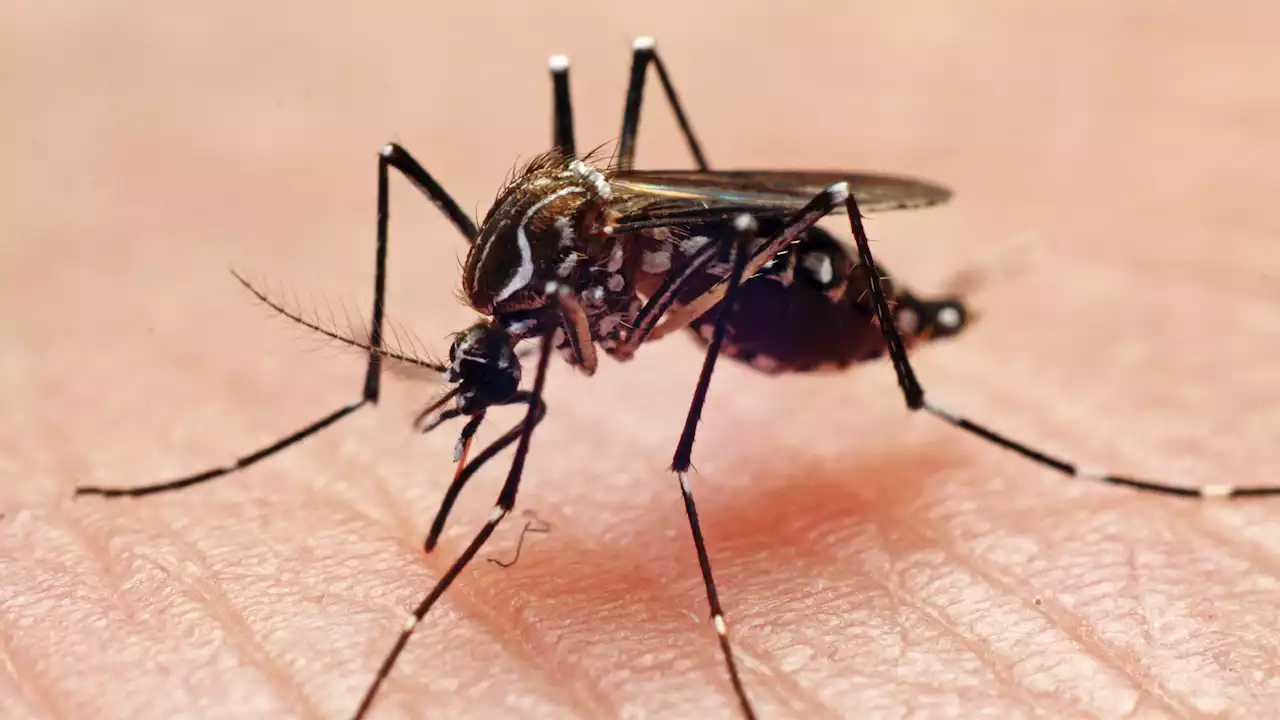 A rare mosquito-borne virus, most often reported in the Upper Midwest, has been detected in Michigan