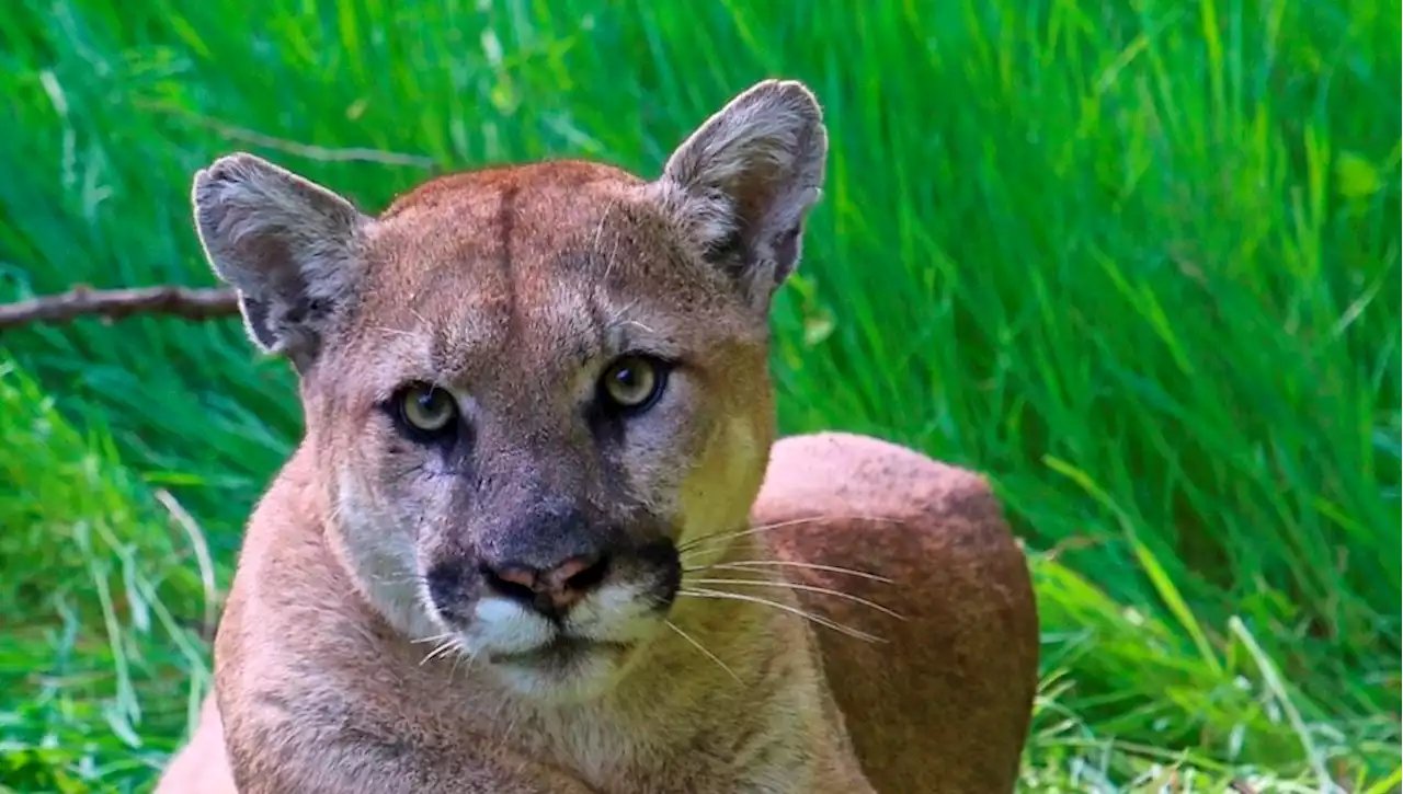 8-year-old camper survives cougar attack at Washington's Olympic National Park