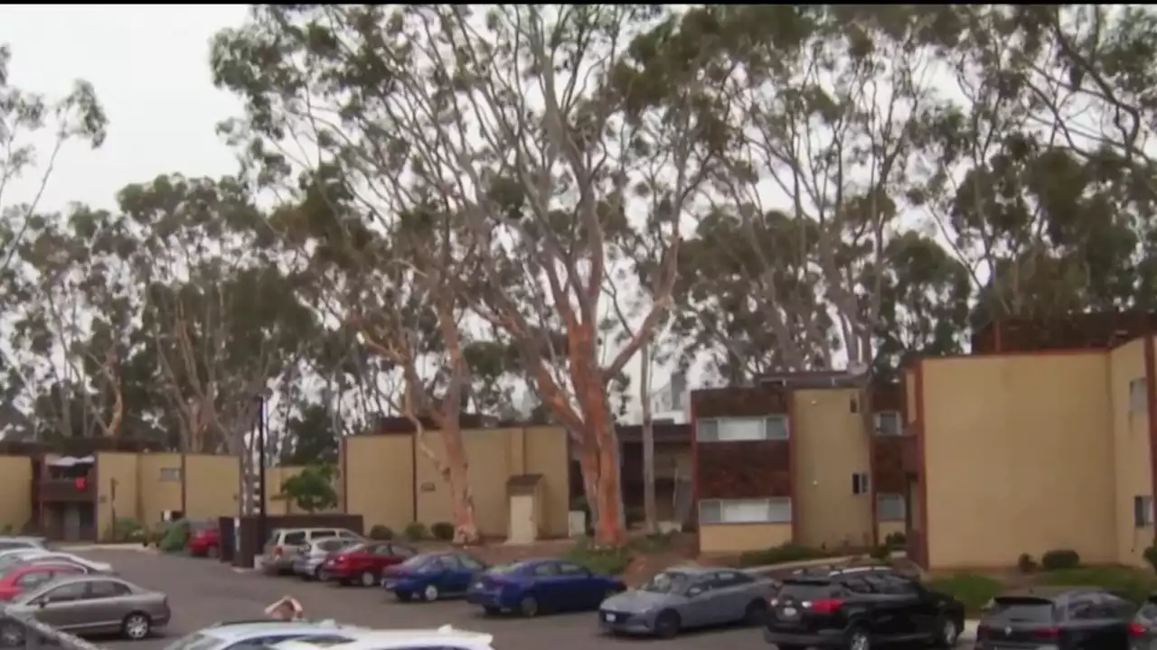 UCSD to cut down hundreds of unsafe eucalyptus trees on campus housing