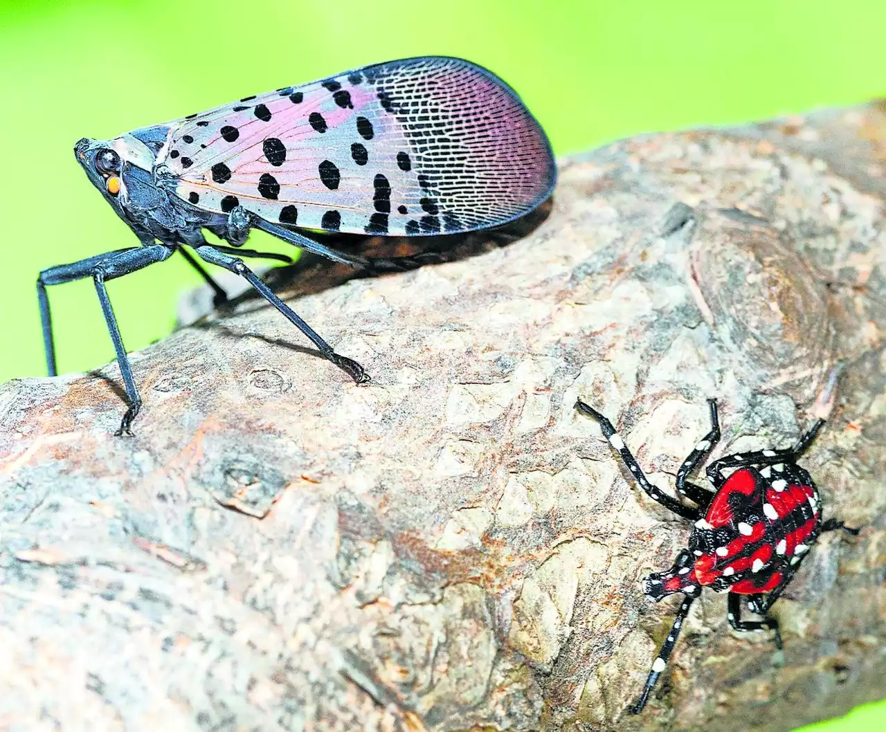 Why do spotted lanternflies look so different? Experts say the answer is simple.