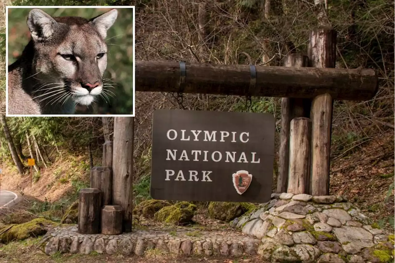 Cougar attacks 8-year-old boy as brave mom scares animal away at Olympic National Park