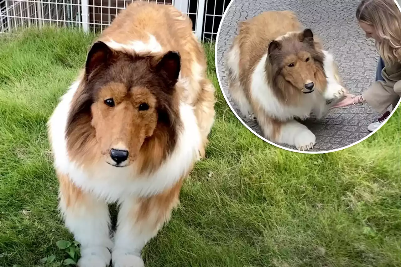 Man who spent $14K to be a collie dog bites back at online trolls