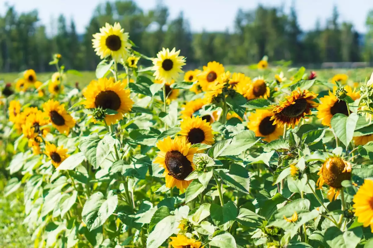 Sunflower Festival to return to Prince George this August