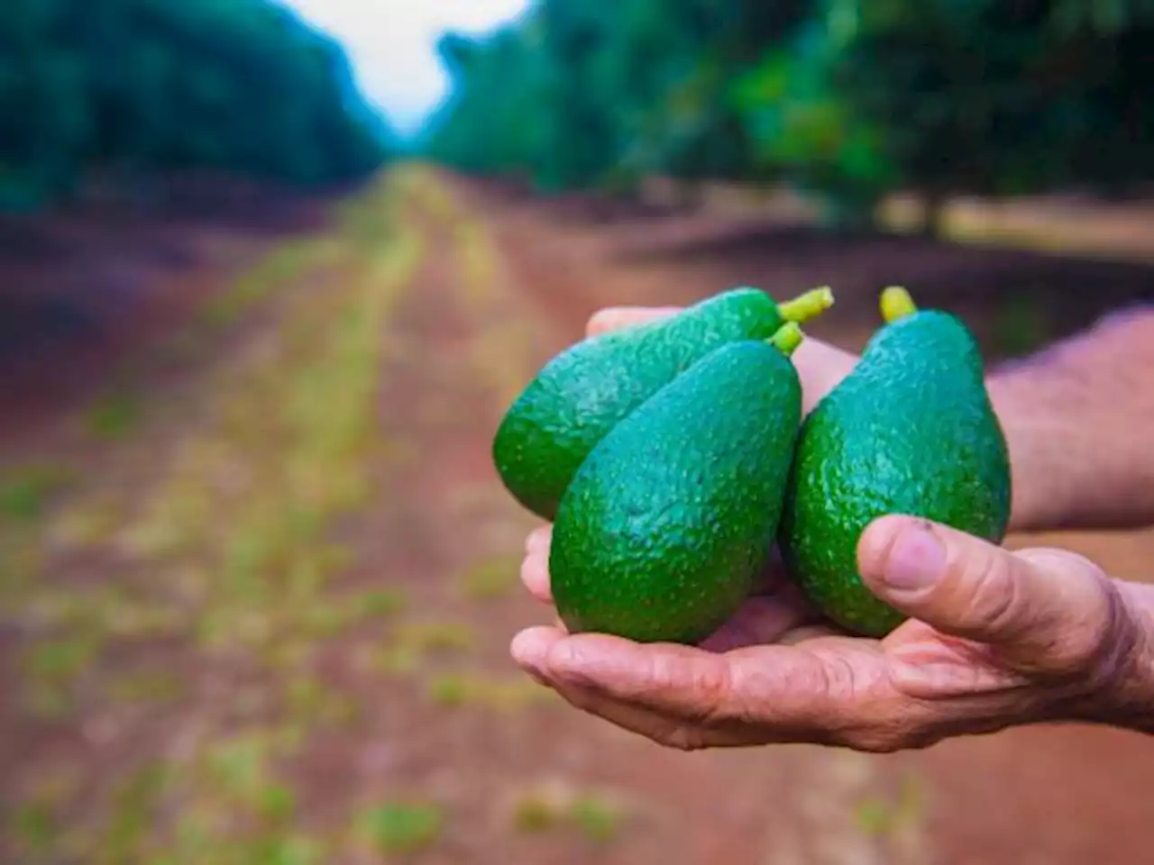 Las 'altas expectativas' del mundo con la venta de aguacate