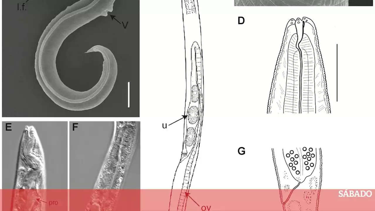 46 mil anos depois, cientistas ressuscitaram vermes adormecidos