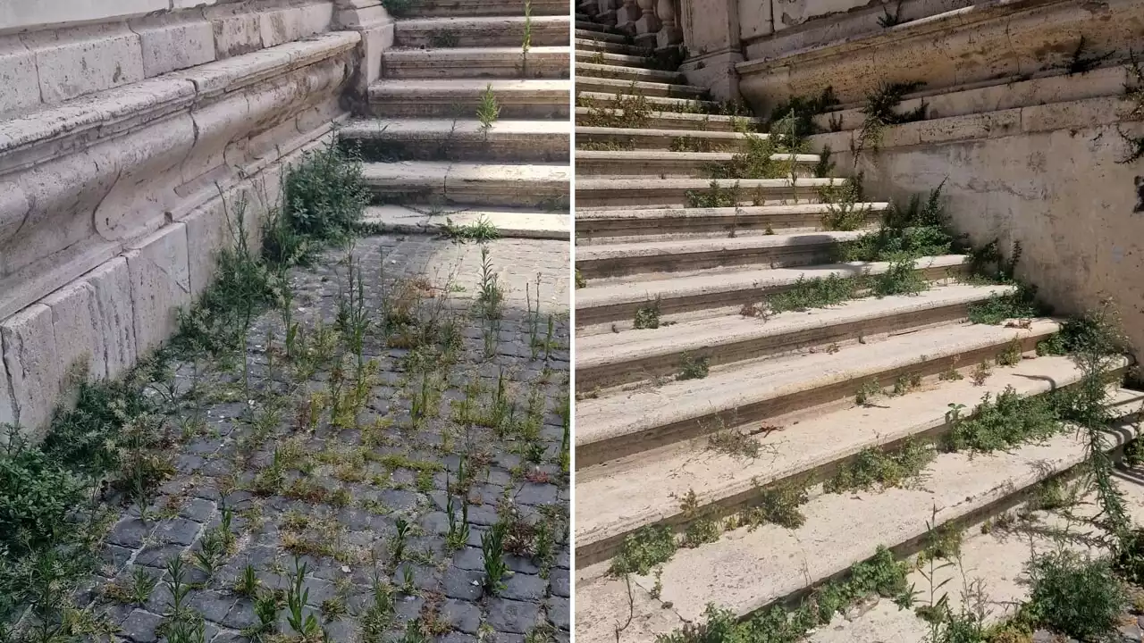 La savana in Campidoglio: anche la scalinata di Palazzo Senatorio è invasa dalle erbacce