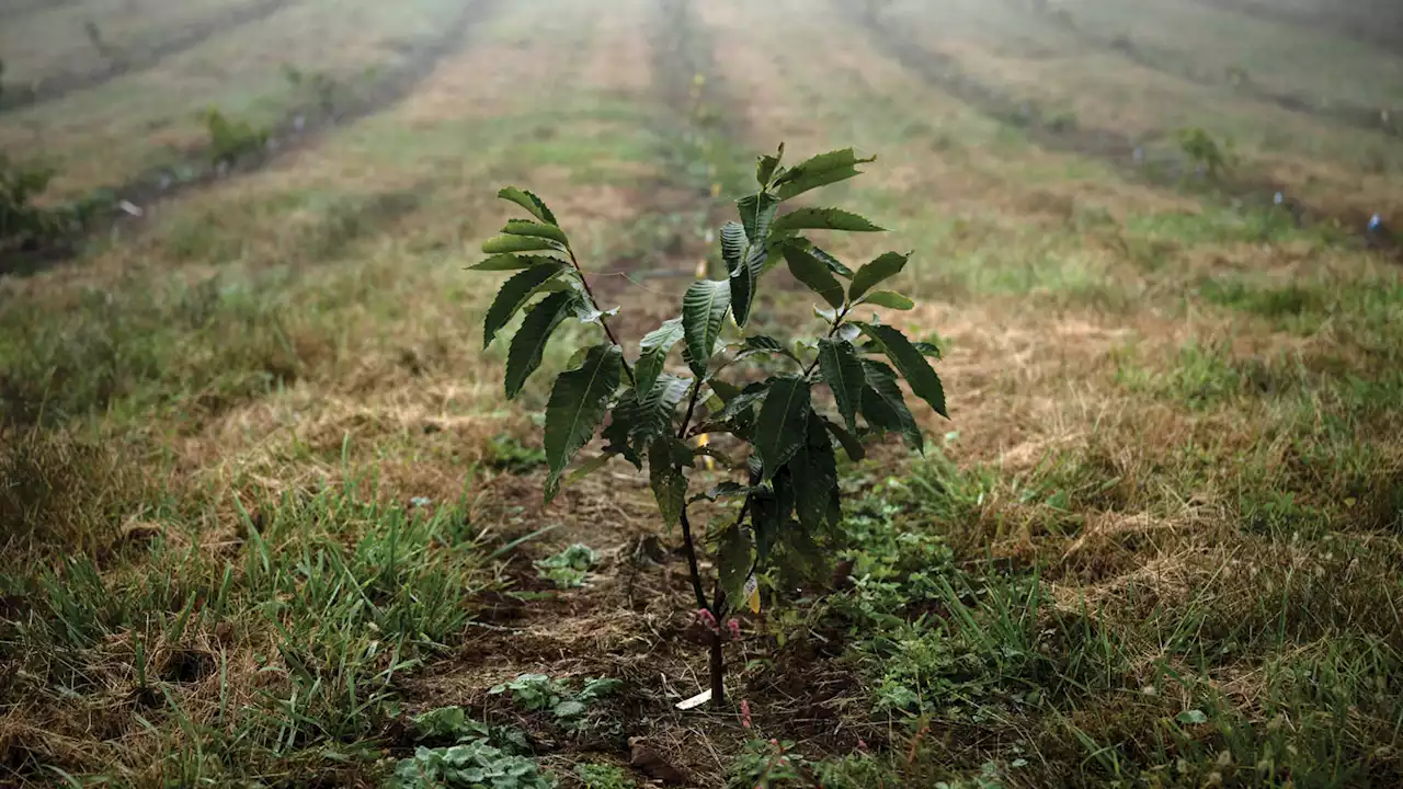 'Blight' warns that a future pandemic could start with a fungus