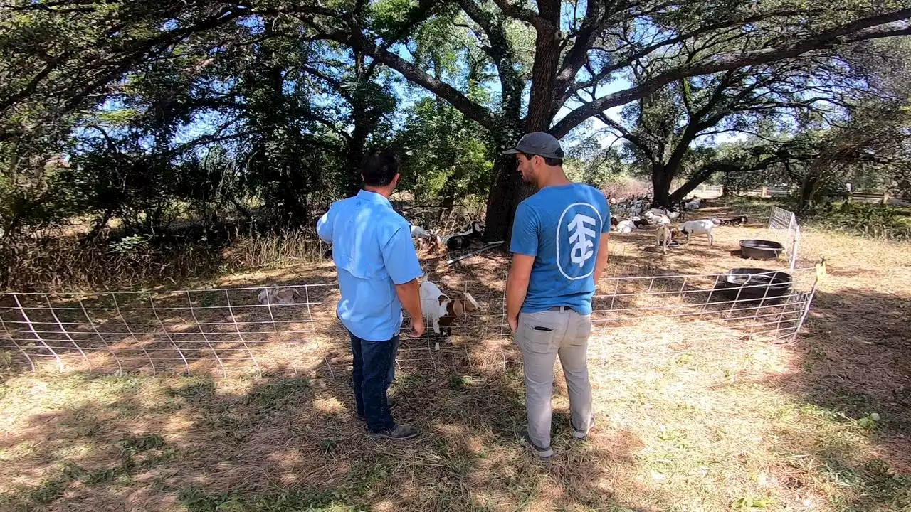 Austin nonprofit brings in goats to solve poison ivy problem