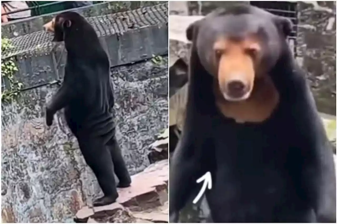 China zoo denies allegations that star attraction is a man in a sun bear costume