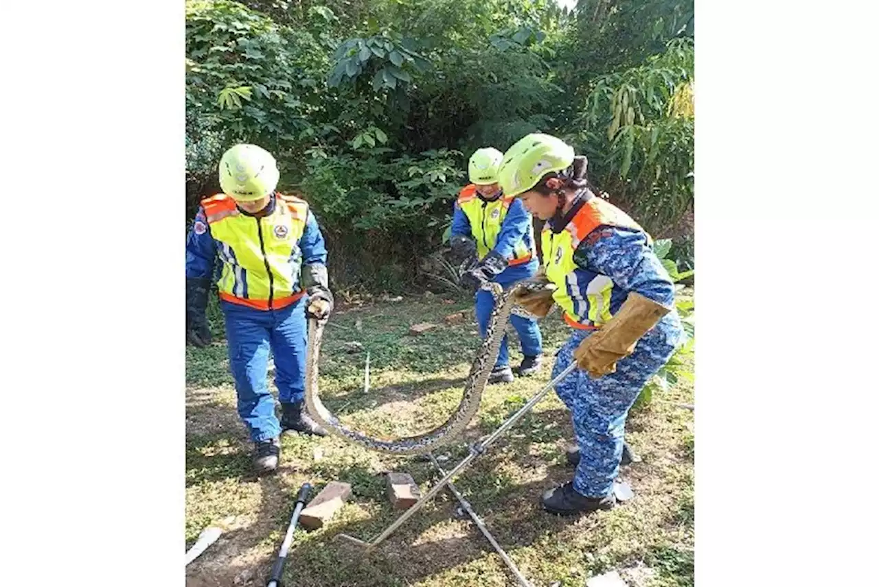 Civil Defence Force capture python in geese enclosure in Penampang