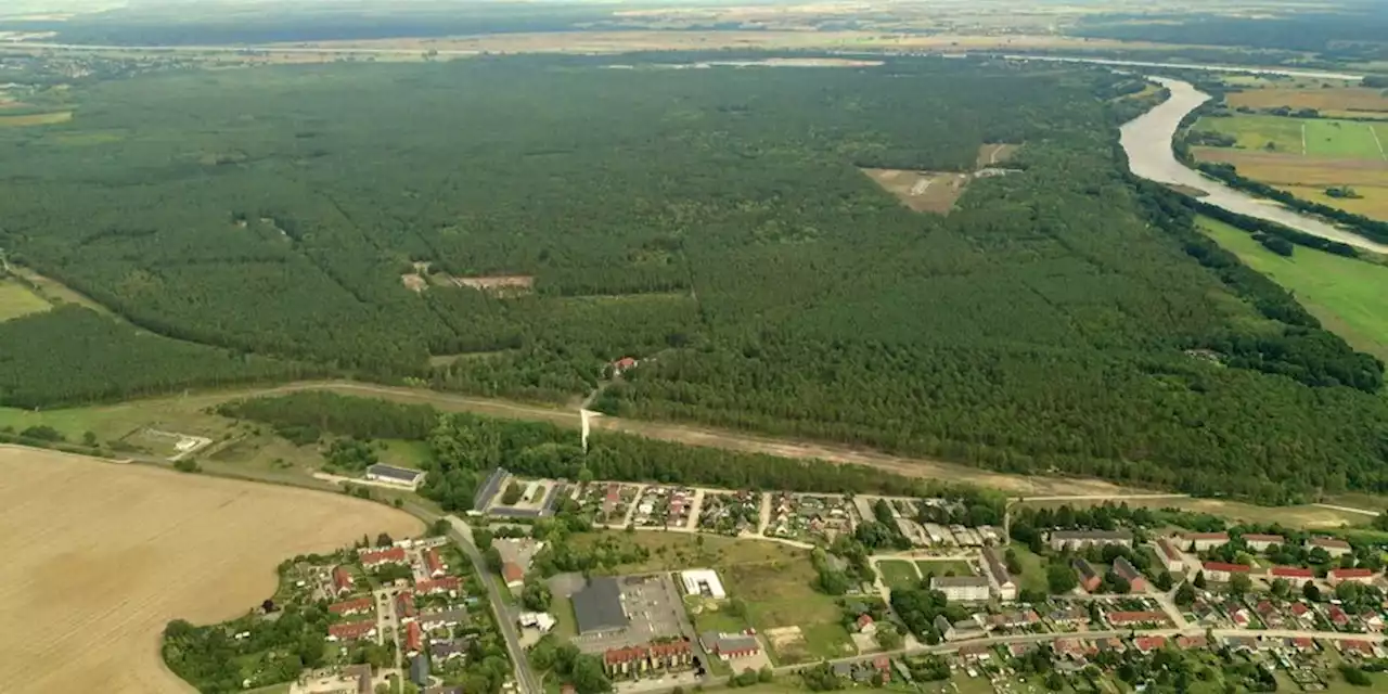 Auf Konversionsfläche in Brandenburg: Kahlschlag für Sonnenenergie