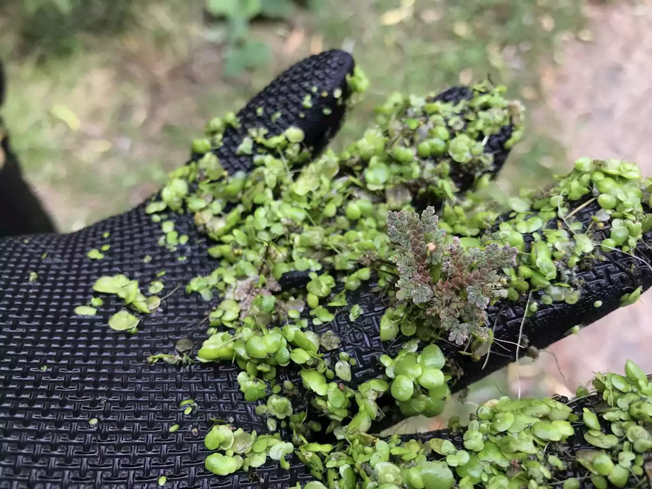 Everything you need to know about duckweed on the River Witham