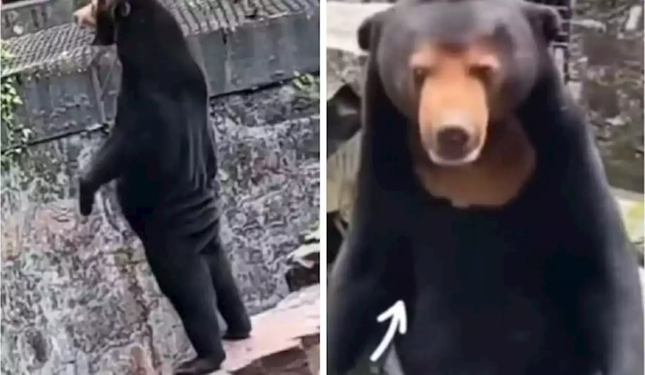 Human Acting As Bear In Costume? China Zoo Replies To Allegations | TRP