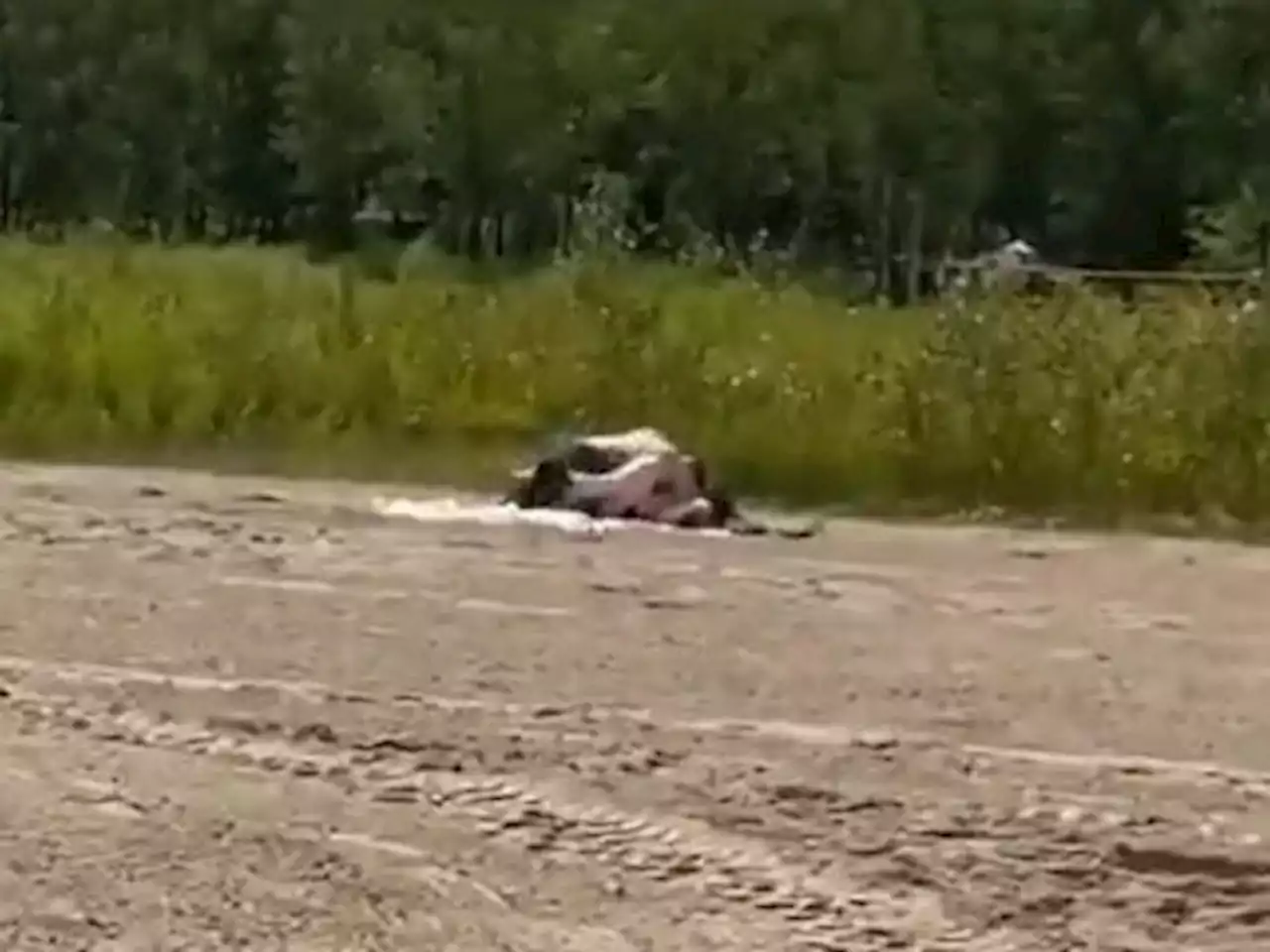 Viral video apparently captures two people having sex at Woodbine Beach