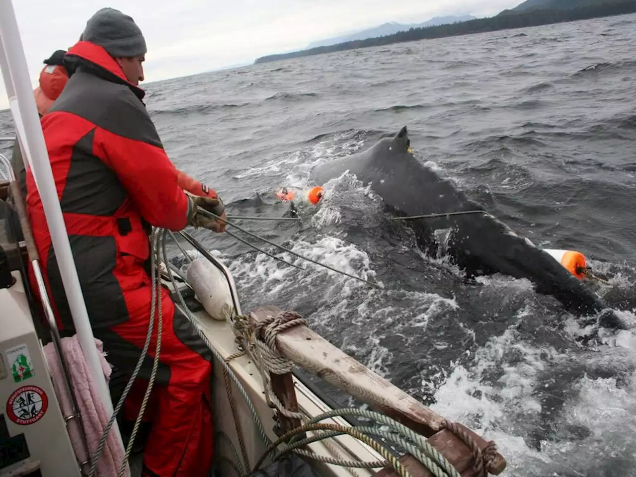 Entangled humpback whale reported off Vancouver Island near Tofino