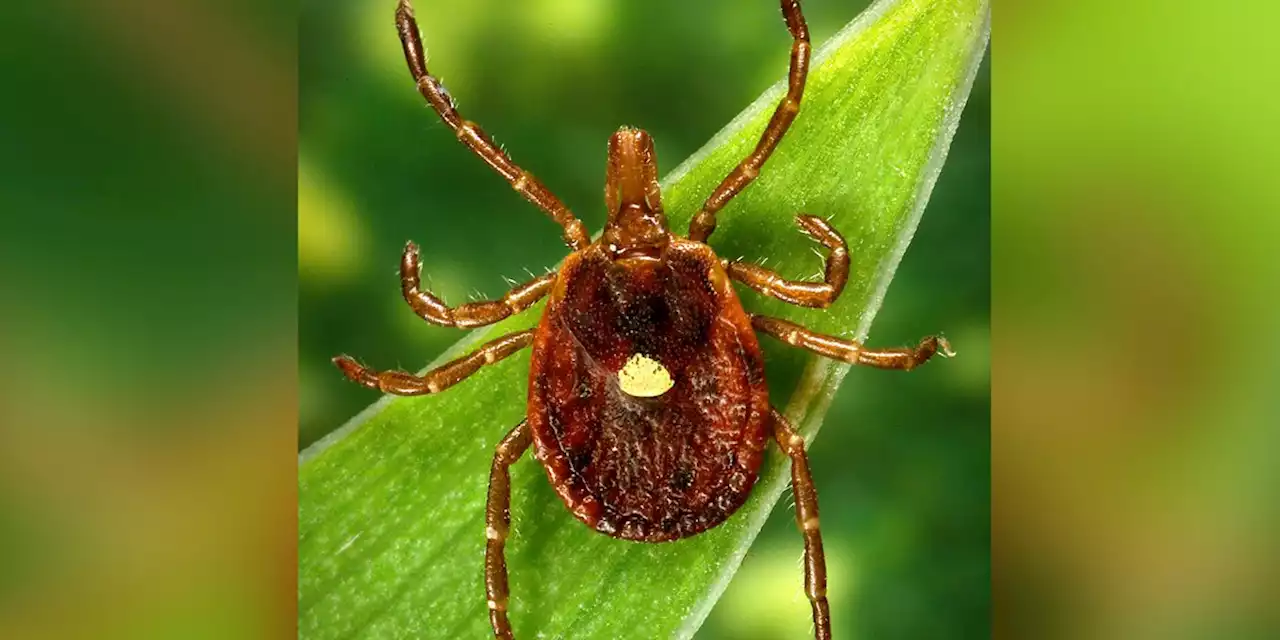 A meat allergy caused by tick spit is getting more common, CDC says