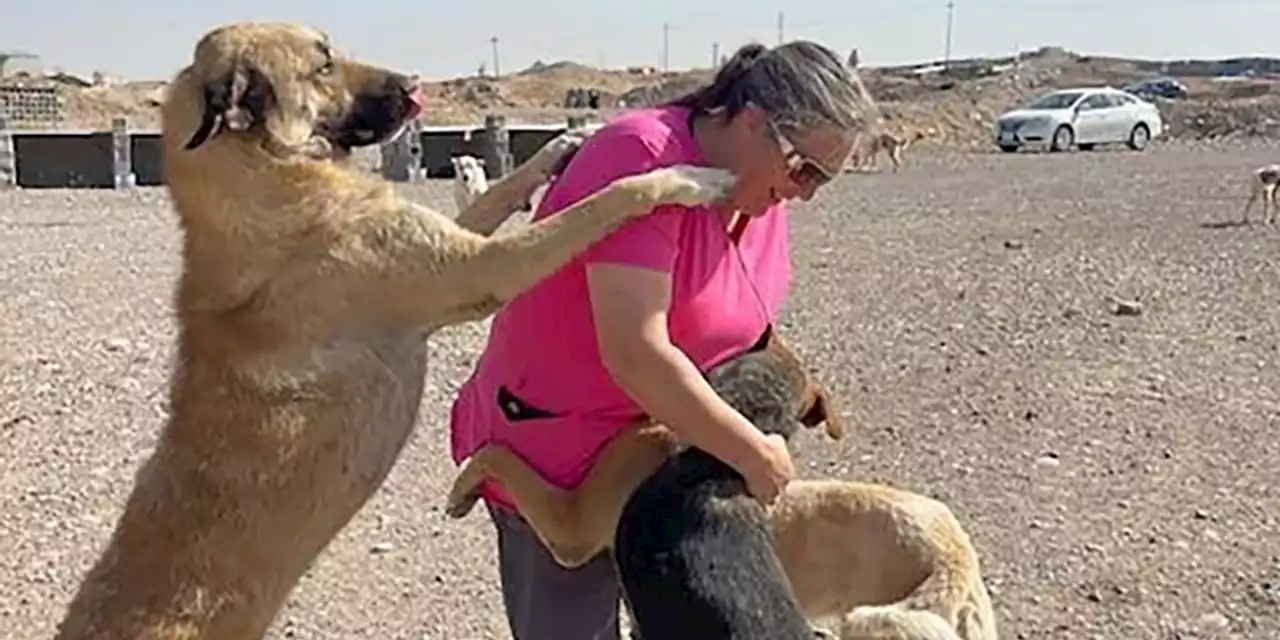 Leave No Pet Behind: Returning U.S. Soldiers, Diplomats Work to Bring Home Furry Friends