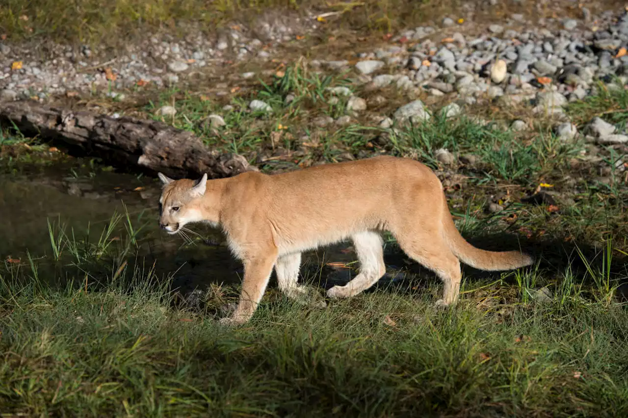 Cougar attacks 8-year-old camper at Olympic National Park