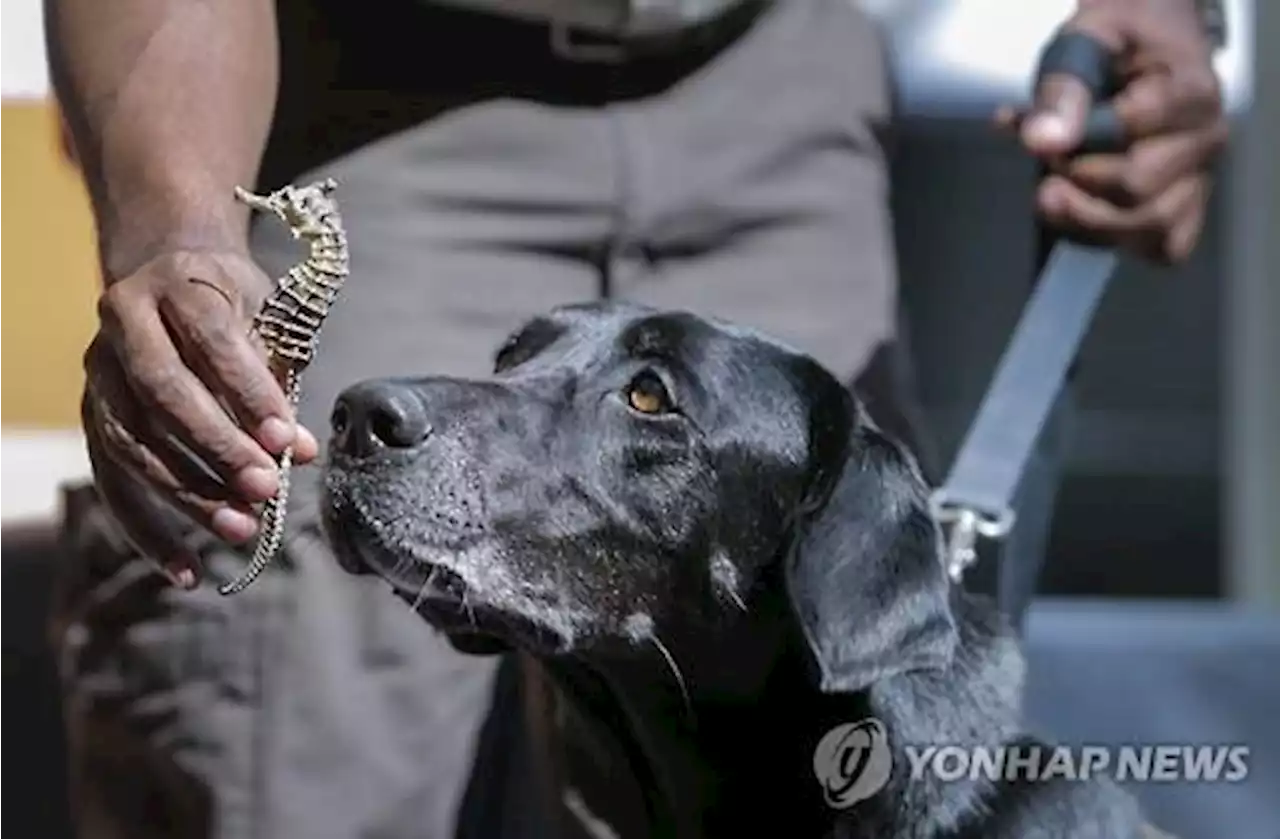 경찰견 여럿 잡은 美 폭염…에어컨 고장 車에 실려 가다 떼죽음 | 연합뉴스