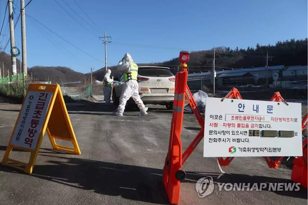 서울 용산구 이어 관악구 동물보호소에서도 고양이 AI 확진 | 연합뉴스