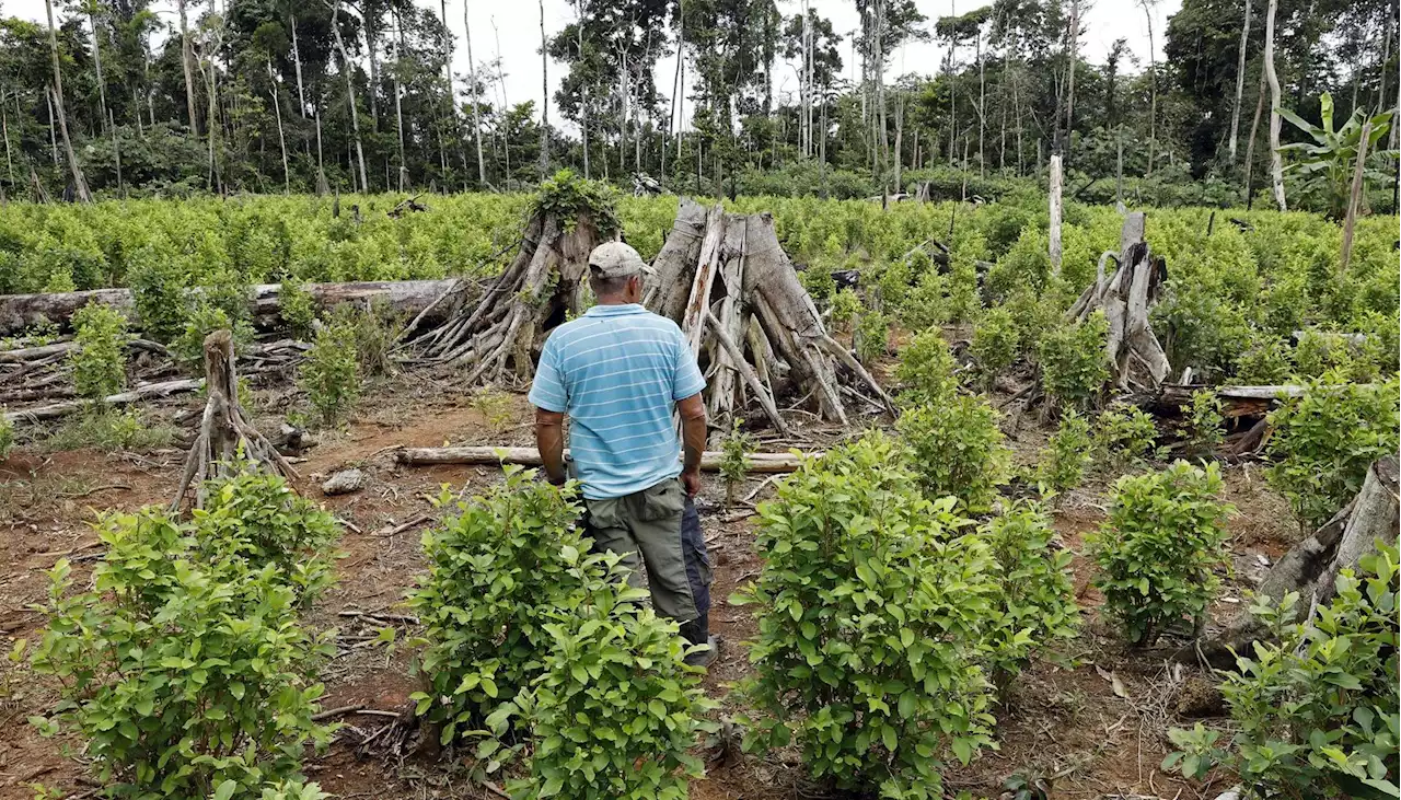 Hasta $3 millones dará el Gobierno a cultivadores de coca, para que dejen esa actividad