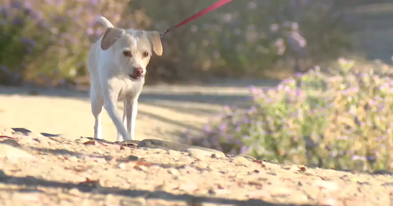 Pet recovery specialist shares tips to keep dogs safe during fireworks