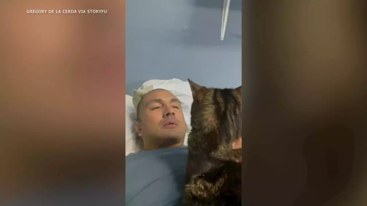 Cat hilariously shuts down owner when he mentions dreaded word 'diet': VIDEO