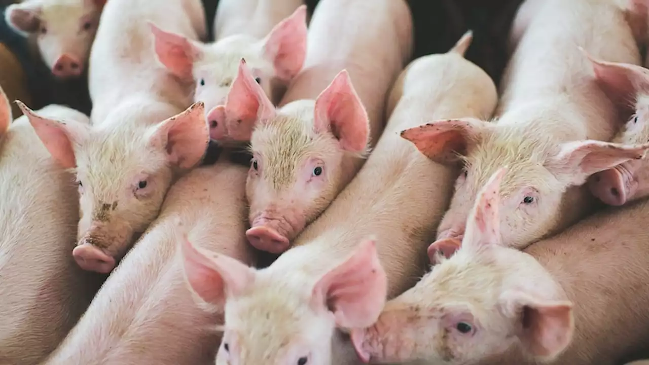 Authorities investigate mass pig deaths at WA property