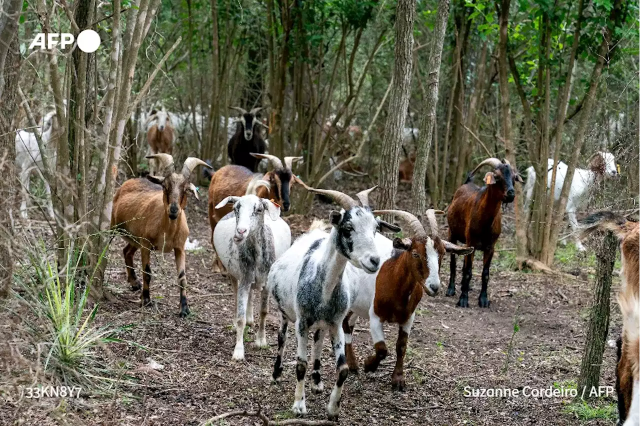 Au Texas, des chèvres mènent la vie dure aux mauvaises herbes