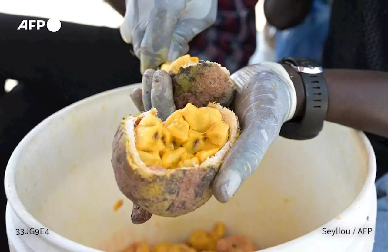 Le maad, un fruit sauvage, régale le Sénégal