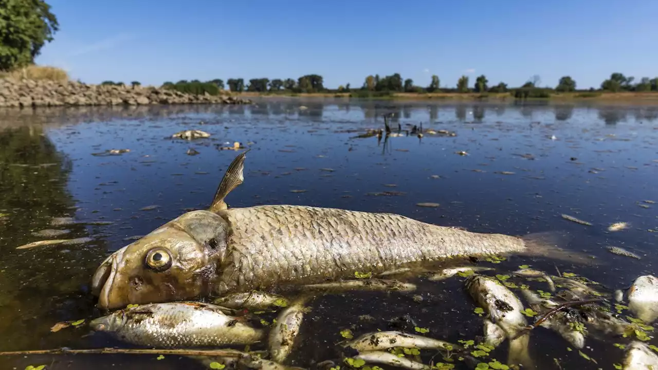 Germany alleges Poland hasn't stopped pollution that led to fish die-off in Oder River