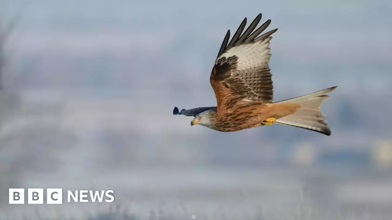 North York Moors: Three red kites shot dead