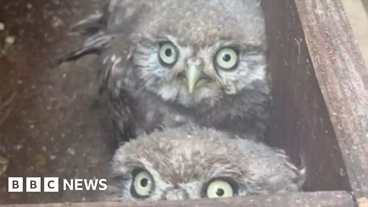 Glastonbury Festival 2023: Owl chicks found under Pyramid stage